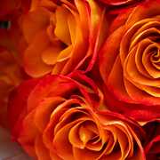 Stop to Smell the Roses