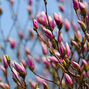 Manifestation of Spring