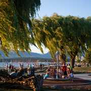 Spin Under the Trees