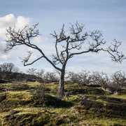 Garry Oak